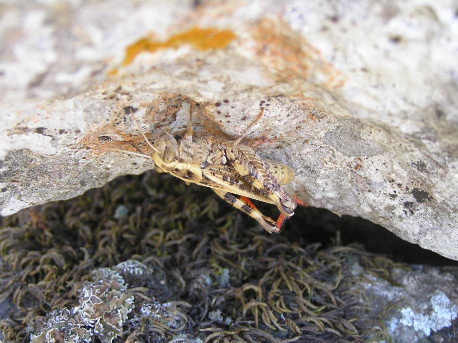 Corazziere tra le rocce: Calliptamus sp. (Acrididae)